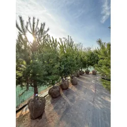 Живые сосны - распродажа этого года