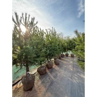 Живые сосны - распродажа этого года