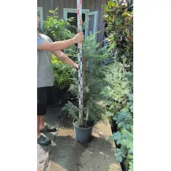 Купрессоципарис Лейланда: быстрорастущий вечнозелёный для живых изгородей