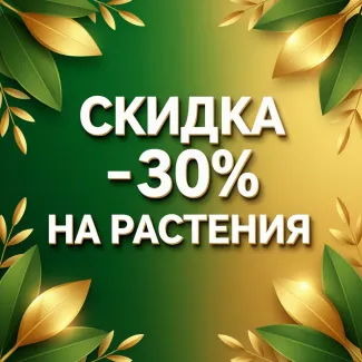 Весенняя скидка 30% на купрессоципарис 3+ метра