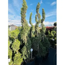 Купрессоципарисы в новом образе: спирали и помпоны в наличии