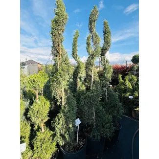 Купрессоципарисы в новом образе: спирали и помпоны в наличии