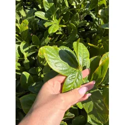 Новое поступление лавровишни Новита — идеальный акцент для вашего сада