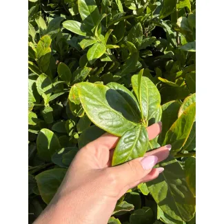 Новое поступление лавровишни Новита — идеальный акцент для вашего сада