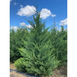 Купрессоципарис описание и фото сортов