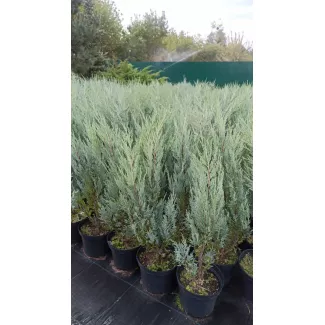 Можжевельник скальный «Мунглоу» — в наличии от 1 м до 2+ м
