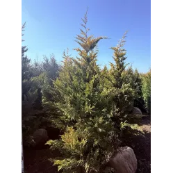 Свежая партия купрессоципариса Лейланда «Голд Райдер» 220–240 см - отгрузка в Крым из Краснодара