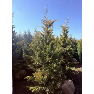 Свежая партия купрессоципариса Лейланда «Голд Райдер» 220–240 см - отгрузка в Крым из Краснодара