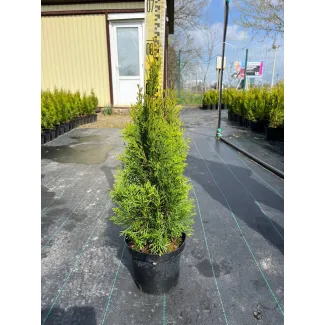 Туя Смарагд 50–60 см: контейнерные саженцы высокого качества