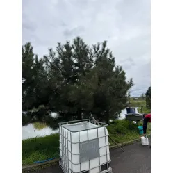 Новая партия крупномерных крымских сосен (4–6 м) — подготовлены и отправлены