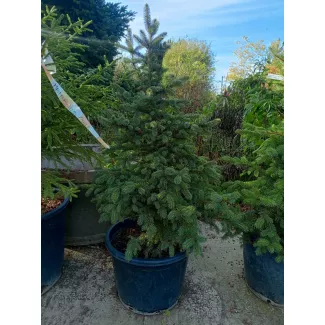 Голубая ель купить — питомник в Краснодаре, саженцы и крупномеры