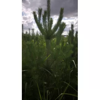 Сосна обыкновенная 1,5–2 м: новые поступления в питомнике — купить в Краснодарском крае