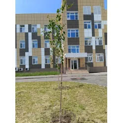 Отгрузка берез в количестве 15 штук и посадка на объекте