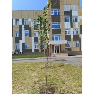 Отгрузка берез в количестве 15 штук и посадка на объекте