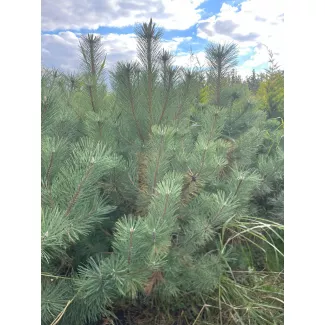 Активная копка сосны черной — ограниченная партия 1,5–3 м в питомнике