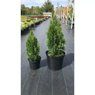 Туя западная Смарагд: фото и описание