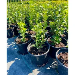 Бересклет: желтый, белый, вечнозеленый