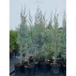 Кипарис аризонский: фото, уход и описание