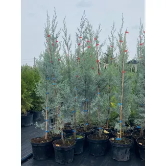 Кипарис аризонский: фото, уход и описание