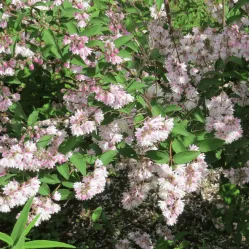 Дейция шершавая Кодселл Пинк, 20-30 см.