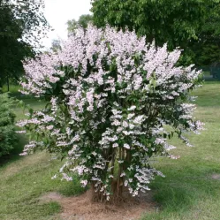 Дейция шершавая Плена, 20-30 см.