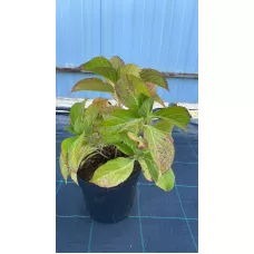 Гортензия крупнолистная Аиша, 25-30 см.