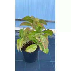 Гортензия крупнолистная Аиша, 25-30 см.