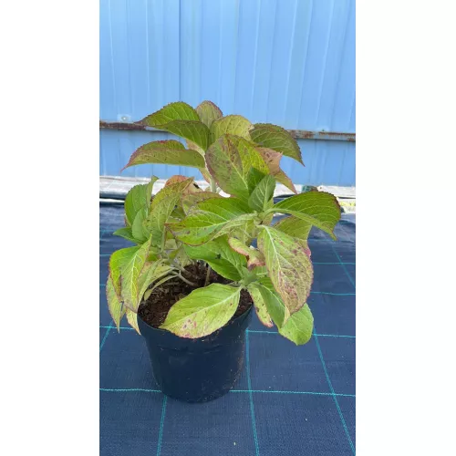 Гортензия крупнолистная Аиша, 25-30 см. Гортензия крупнолистная Аиша, 25-30 см.