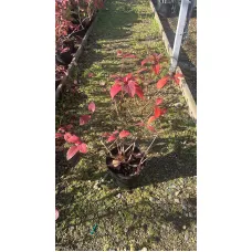 Гортензия метельчатая Даймонд Руж, 20-30 см.