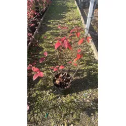 Гортензия метельчатая Даймонд Руж, 20-30 см.