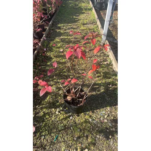 Гортензия метельчатая Даймонд Руж, 20-30 см.