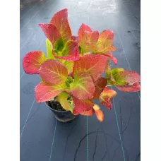 Гортензия крупнолистная Флорентина Блю, 30-40 см.