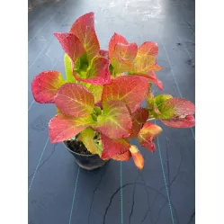 Гортензия крупнолистная Флорентина Блю, 30-40 см.