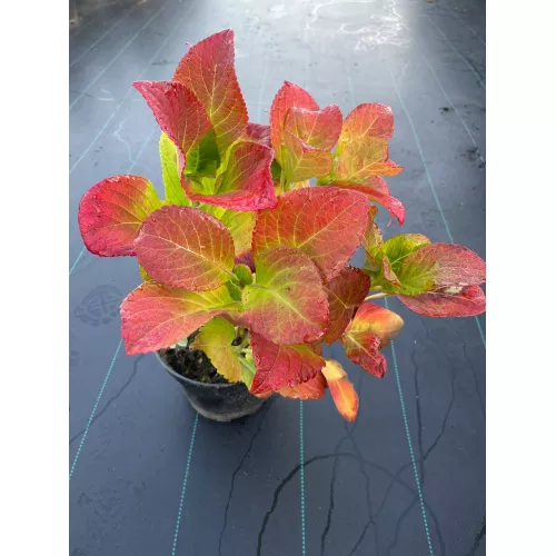 Гортензия крупнолистная Флорентина Блю, 30-40 см.