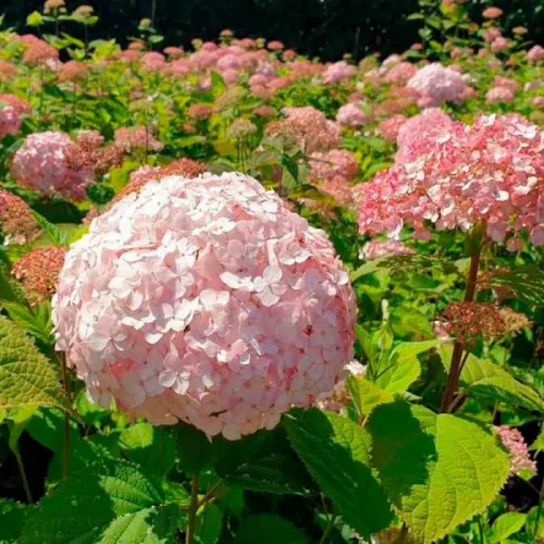 Гортензия древовидная Кандибель Маршмеллоу, 30-40 см.