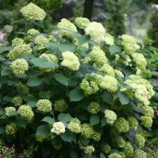 Гортензия древовидная Лайм Рики, 30-40 см.