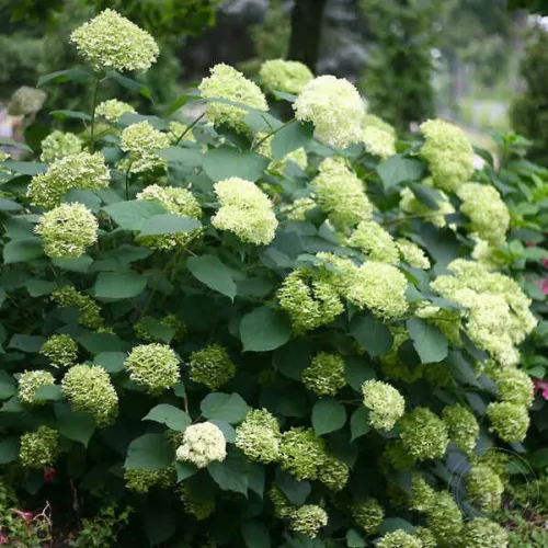 Гортензия древовидная Лайм Рики, 30-40 см.