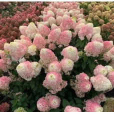 Гортензия метельчатая Пинкачу, 20-30 см.