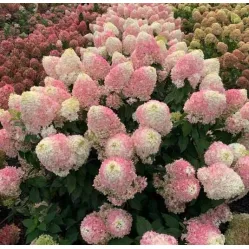 Гортензия метельчатая Пинкачу, 20-30 см.