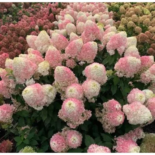 Гортензия метельчатая Пинкачу, 20-30 см.