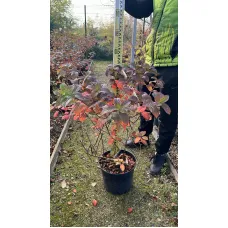 Гортензия метельчатая Сандей Фрайз, 40-50 см.