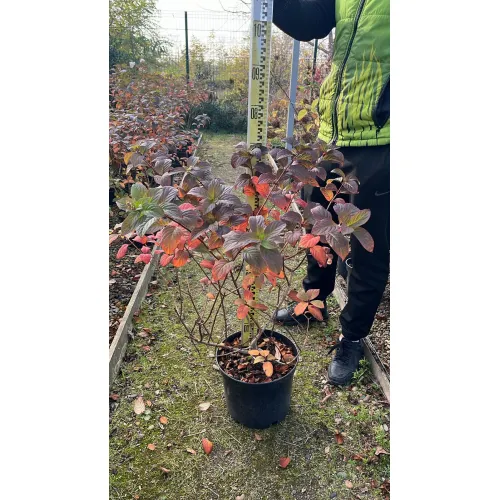 Гортензия метельчатая Сандей Фрайз, 40-50 см.