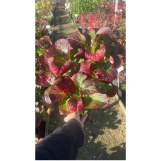 Гортензия крупнолистная Спиди Ред, 20-30 см.