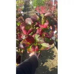 Гортензия крупнолистная Спиди Ред, 20-30 см.