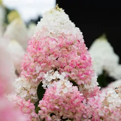 Гортензия метельчатая Строберри Блоссом, 20-30 см.