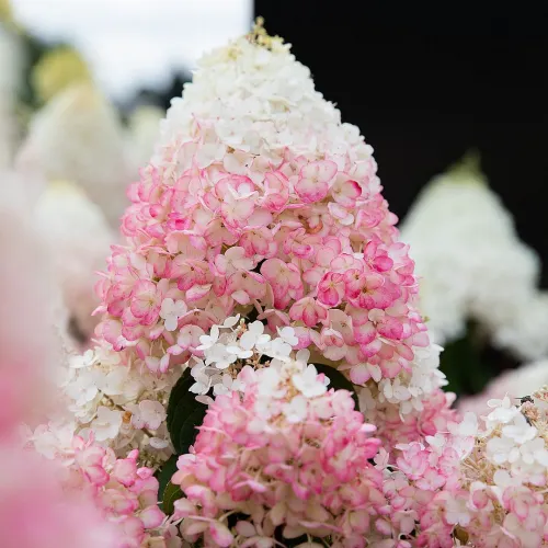 Гортензия метельчатая Строберри Блоссом, 20-30 см.