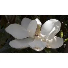 Магнолия Грандифлора Альта, 40-50 см.