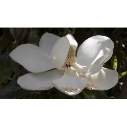 Магнолия Грандифлора Альта, 40-50 см.