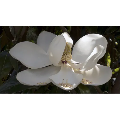 Магнолия Грандифлора Альта, 40-50 см.