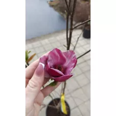 Магнолия суланжа Джени, 1.2-1.4 метра